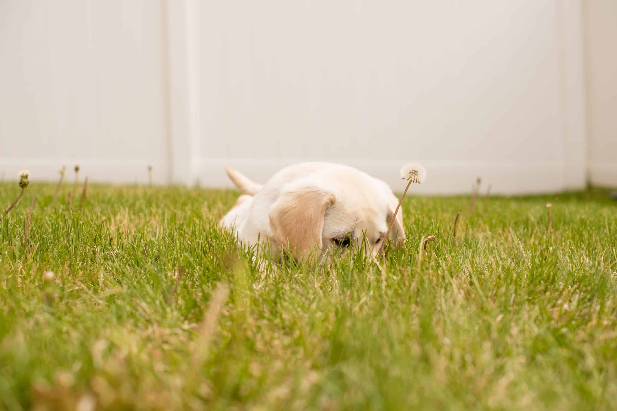 Socializing Your Puppy: The Importance of Early Training