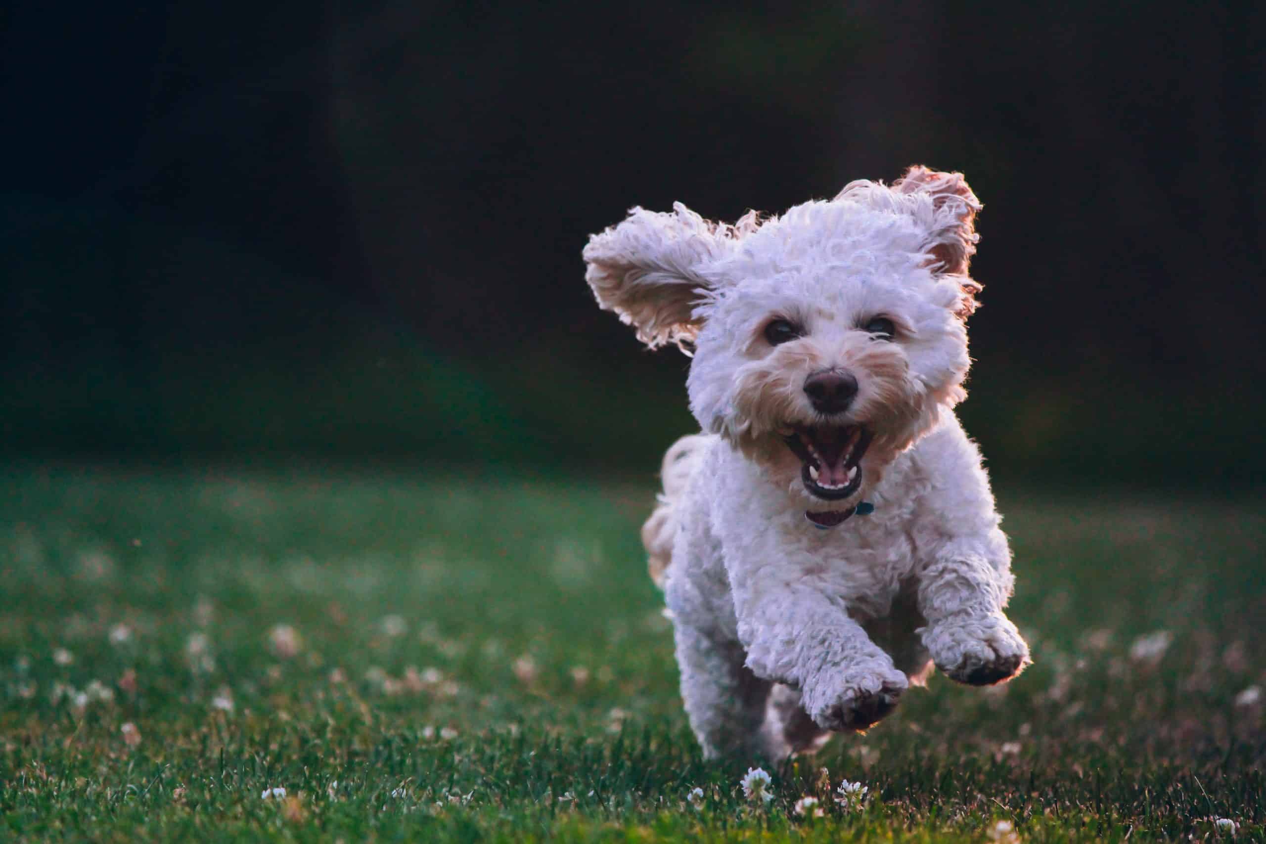 Socializing Your Puppy: The Importance of Early Training