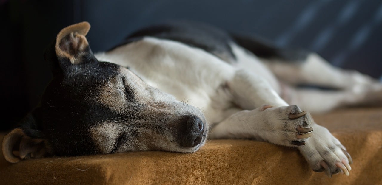 Teaching Dogs with Hearing Impairments: Effective Training Techniques