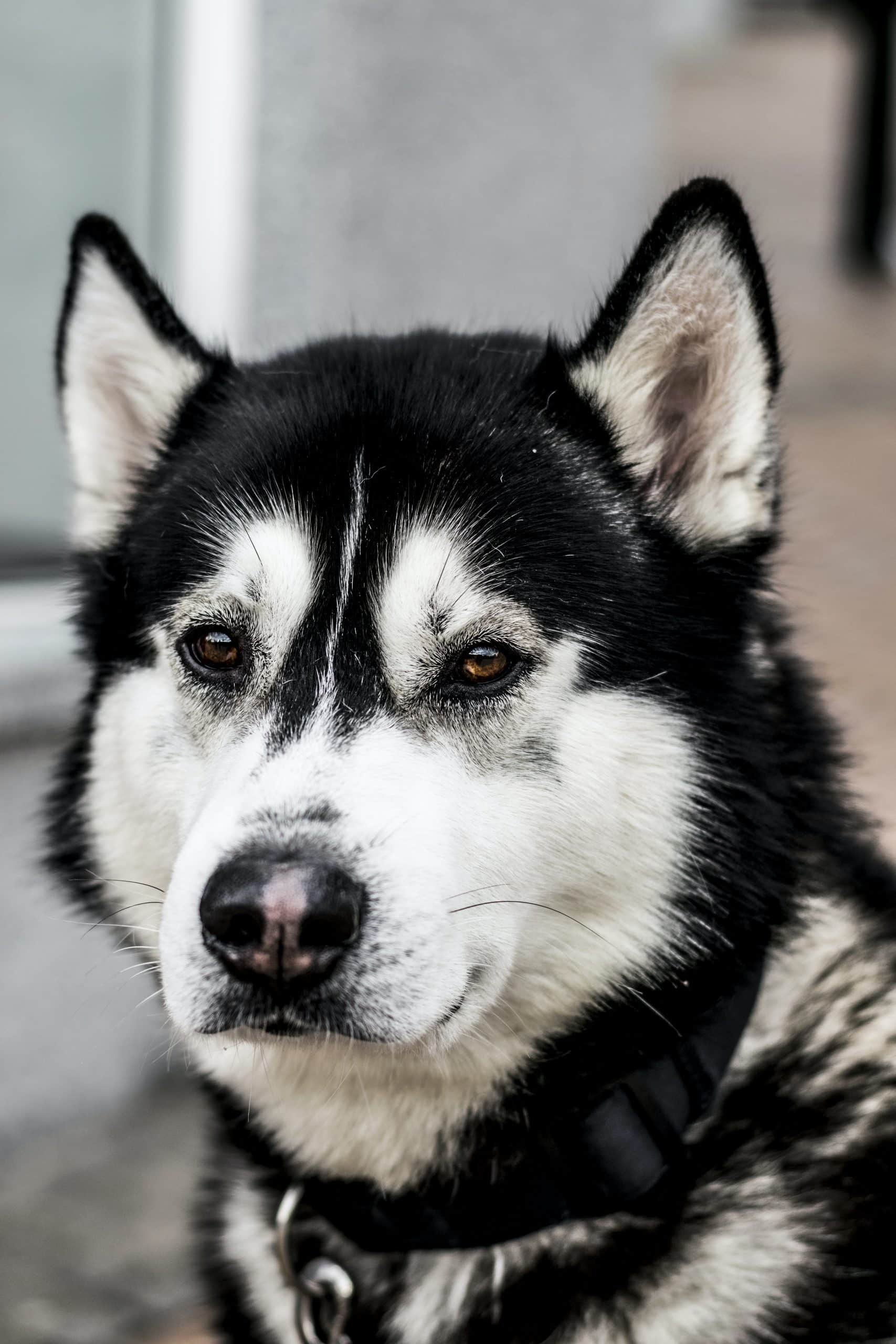 The Benefits of Crate Training Your Dog