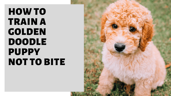 Training Your Goldendoodle Puppy Not To Bite: A Step-by-Step Guide