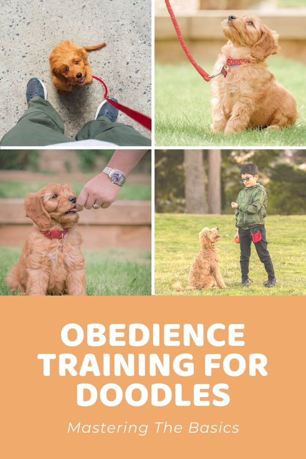 Training Your Goldendoodle Puppy Not To Bite: A Step-by-Step Guide