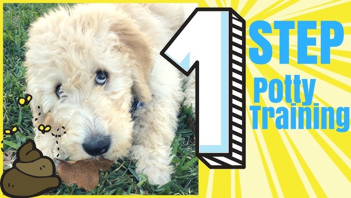 Training Your Goldendoodle Puppy Not To Bite: A Step-by-Step Guide