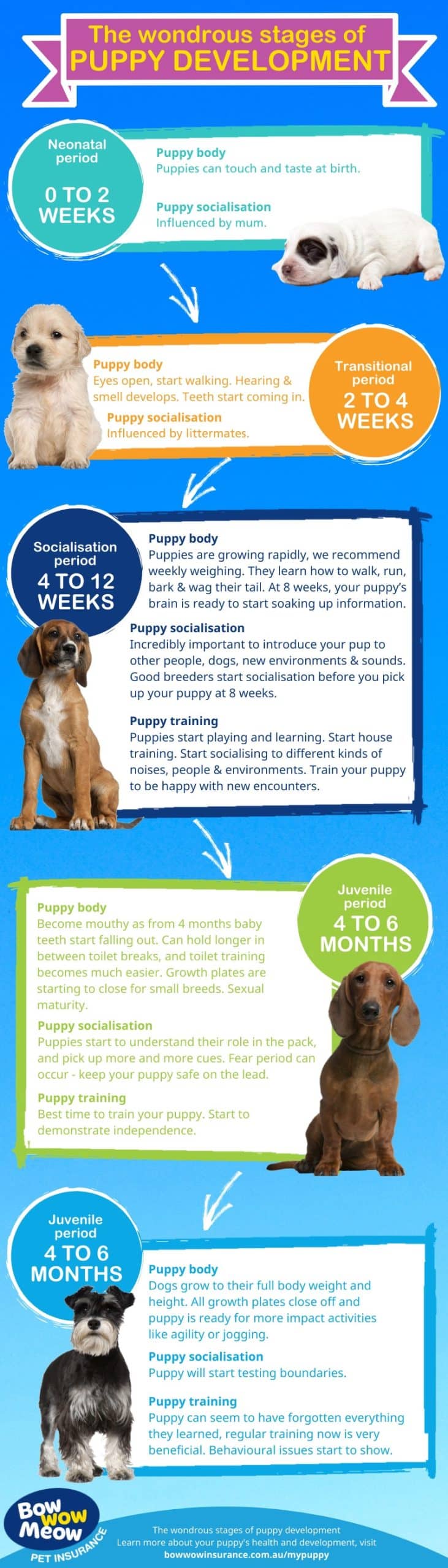 Understanding Puppy Development Stages