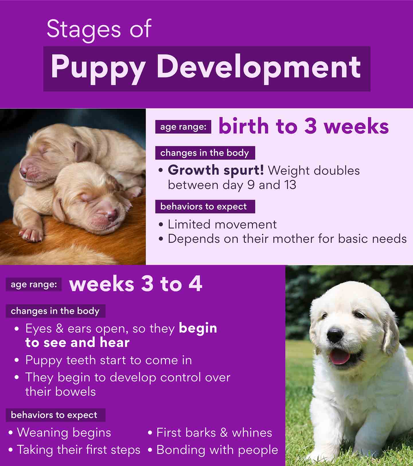 Understanding Puppy Development Stages