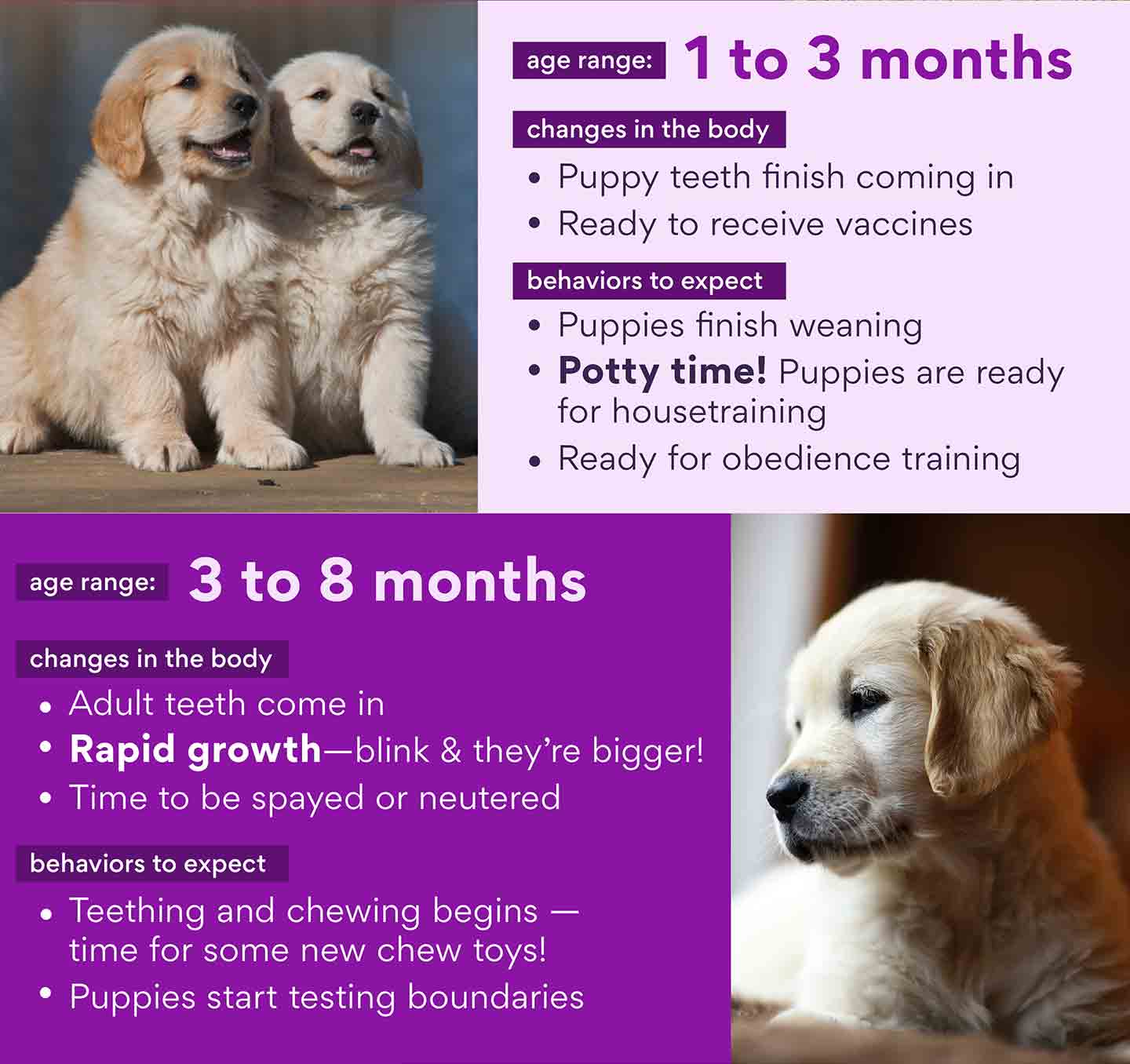 Understanding Puppy Development Stages