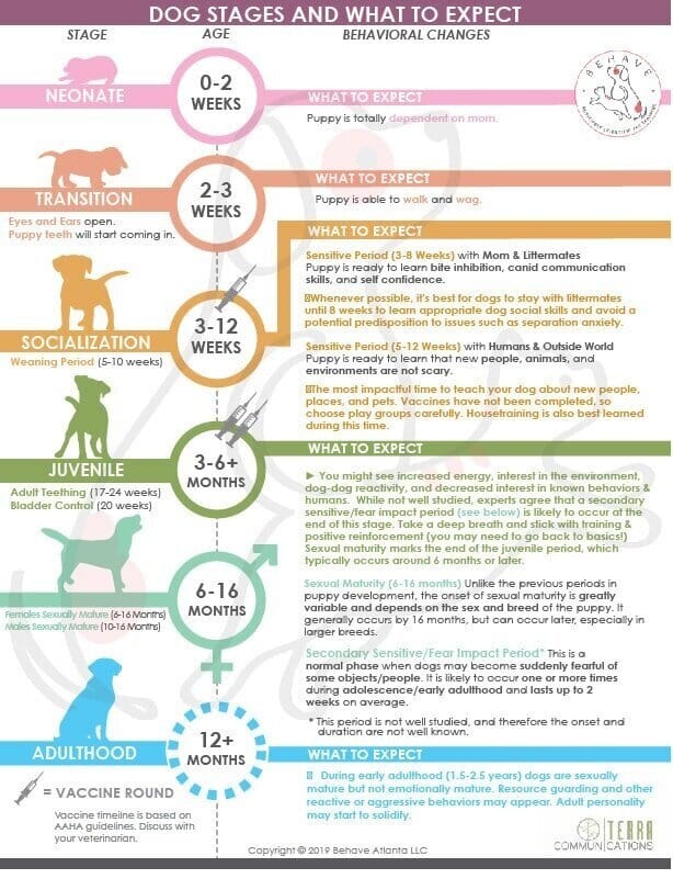 Understanding Puppy Development Stages