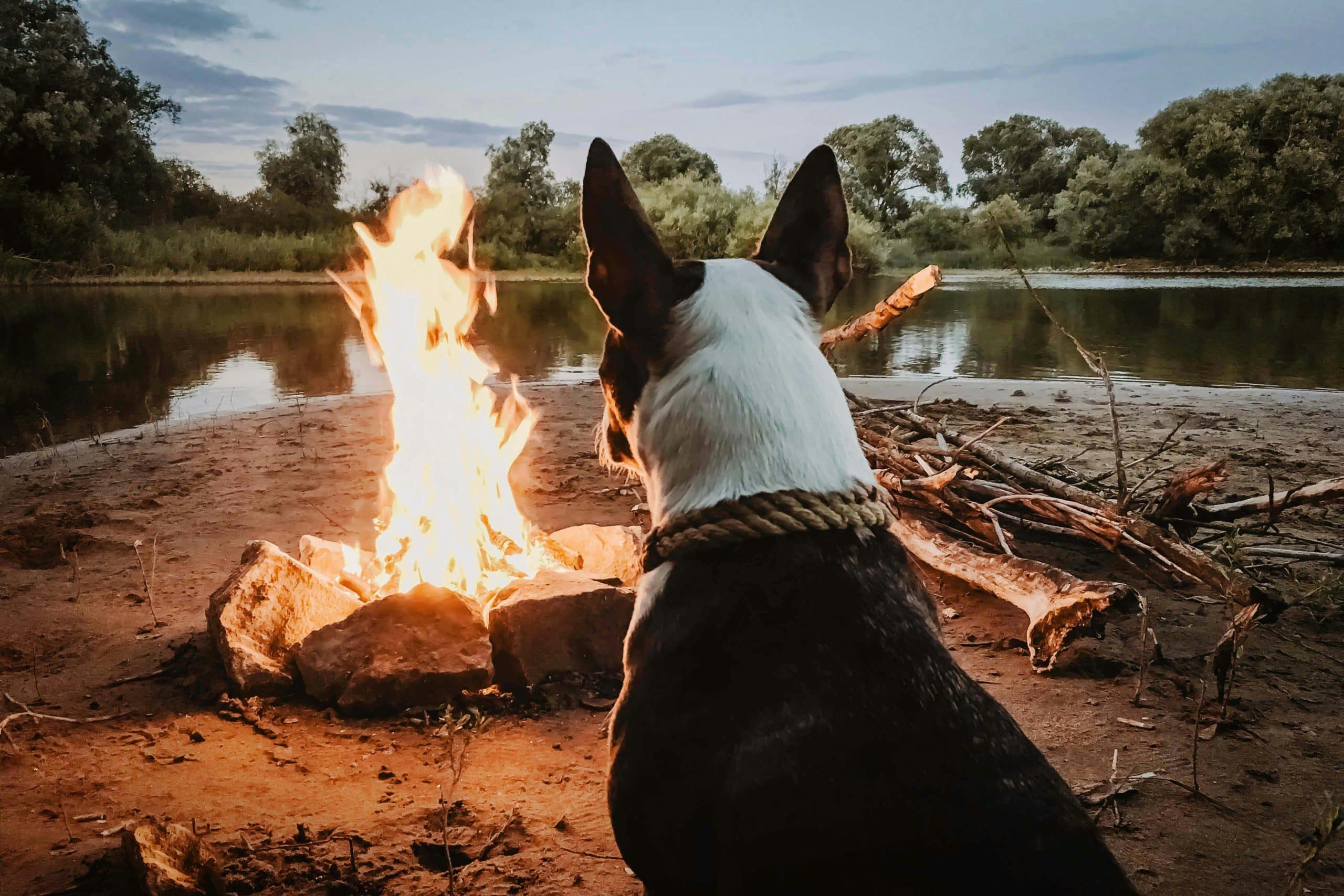 Understanding the Biting Behavior of German Shepherd Puppies