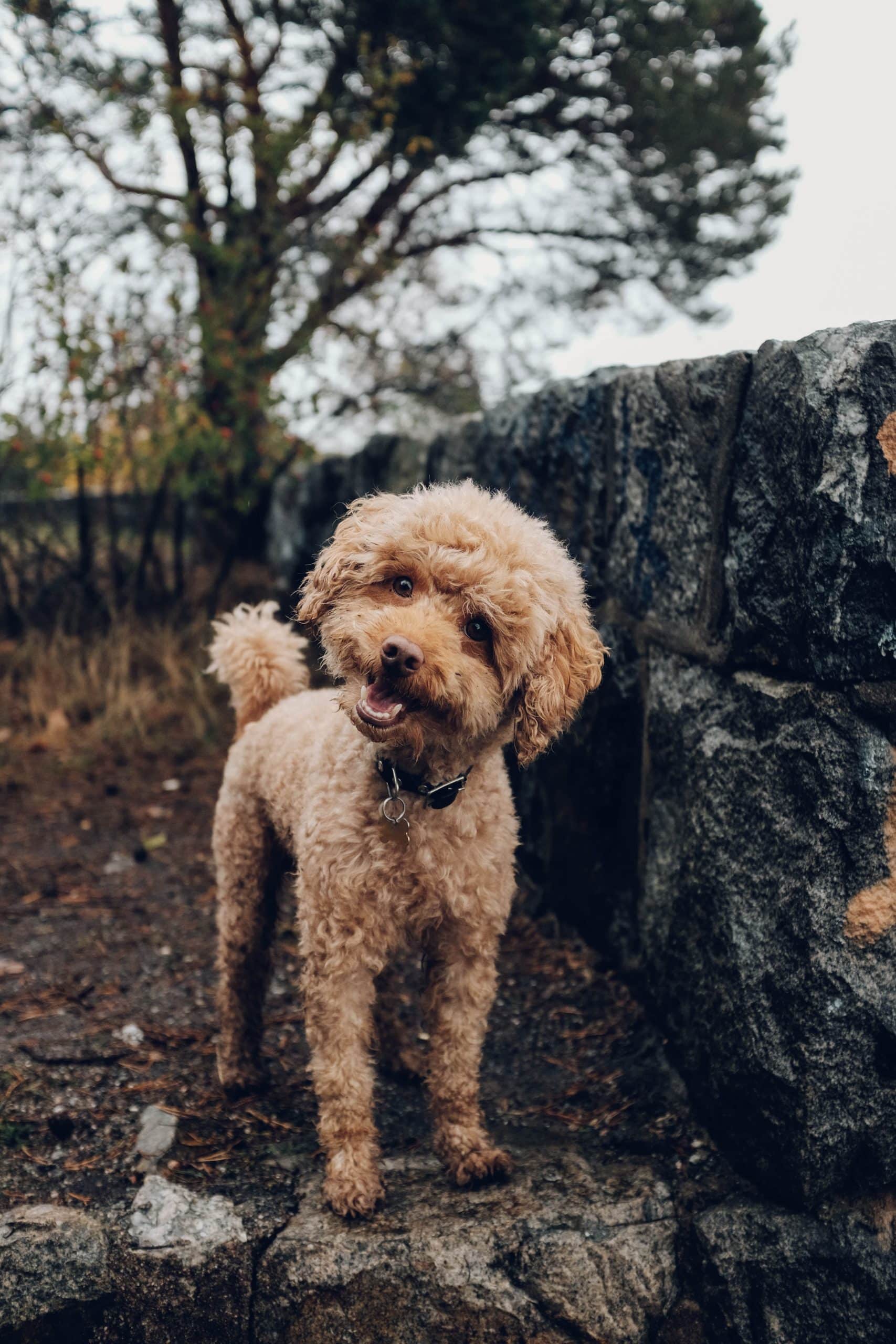 Understanding Why Puppies Pee While Lying Down