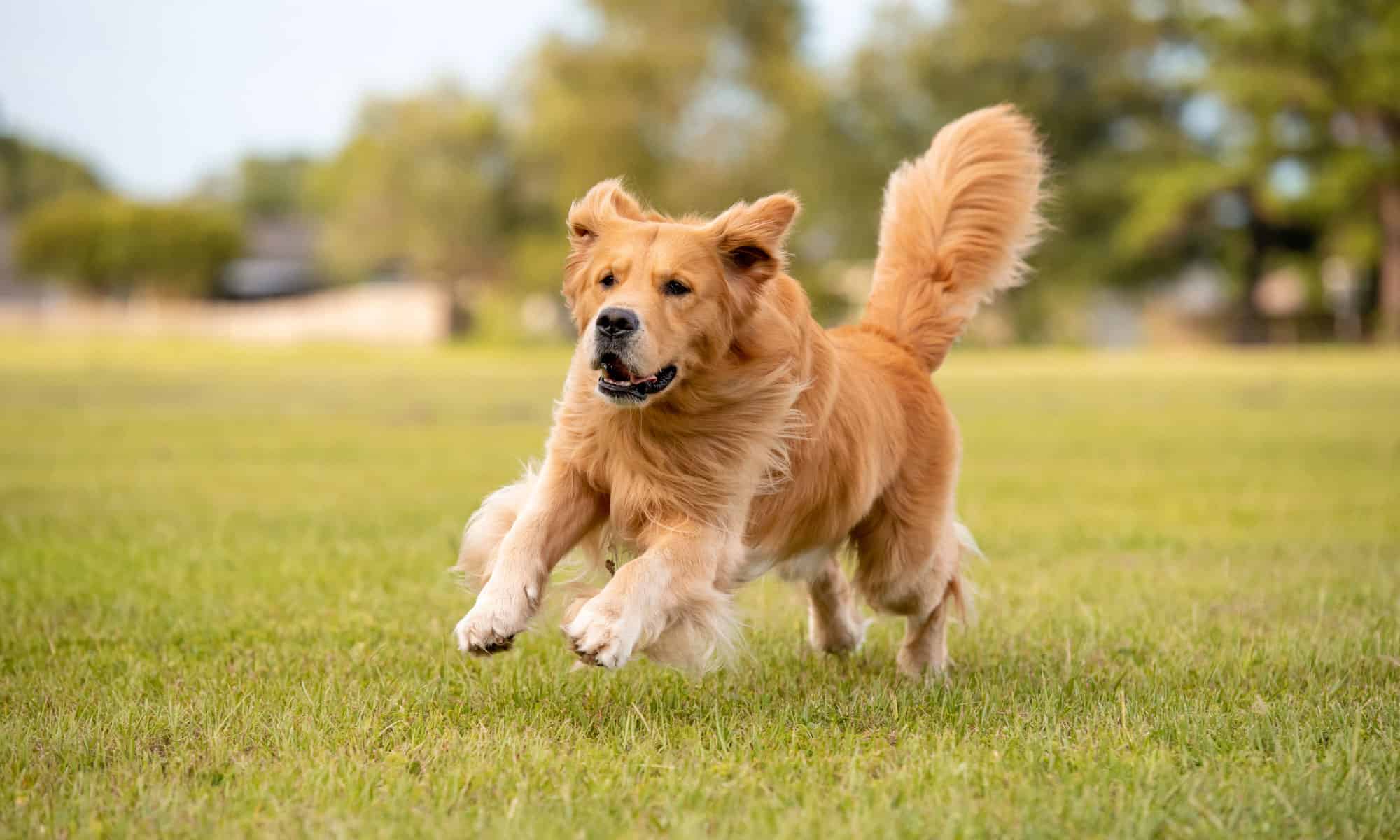 When do Golden Retrievers Shed Their Puppy Fur