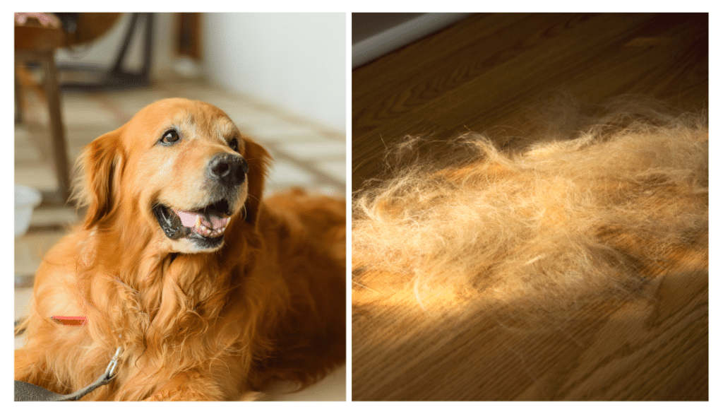 When do Golden Retrievers Shed Their Puppy Fur