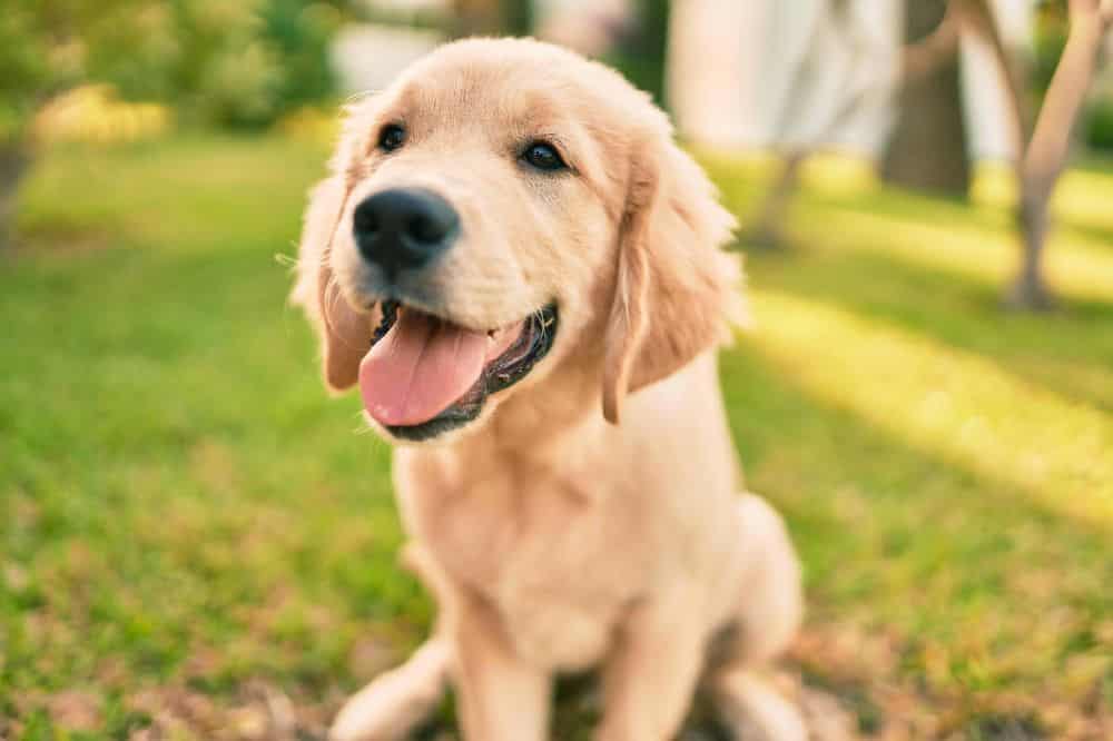 When do Golden Retrievers Shed Their Puppy Fur