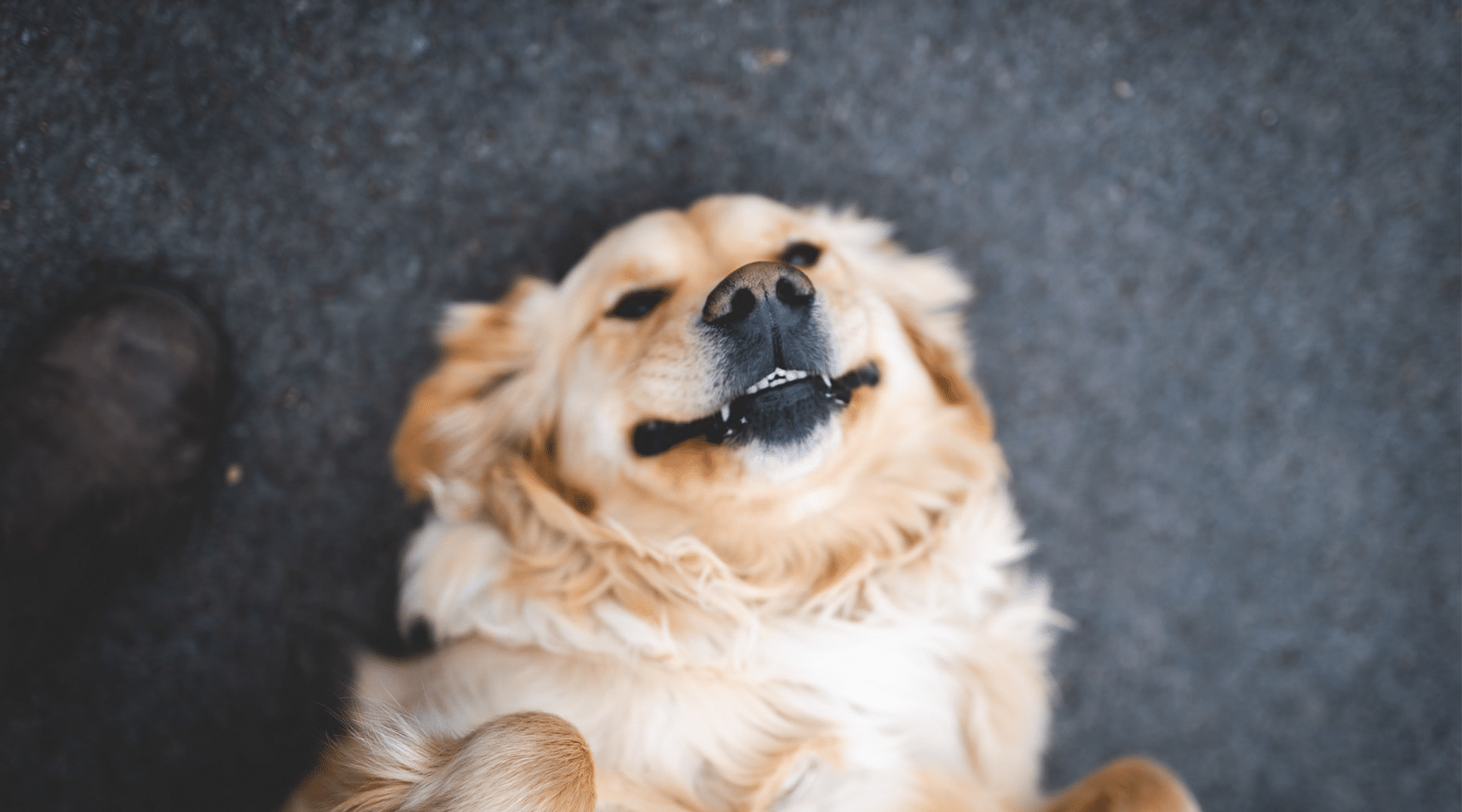 When do Golden Retrievers Shed Their Puppy Fur