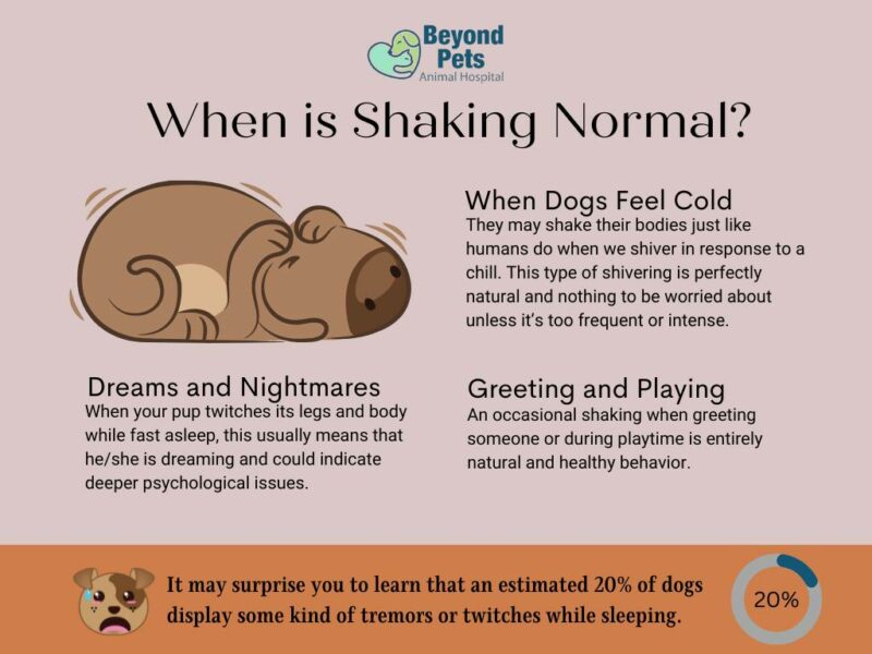 Why Is My Puppy Shaking After Meals? Understanding Post-Eating Tremors