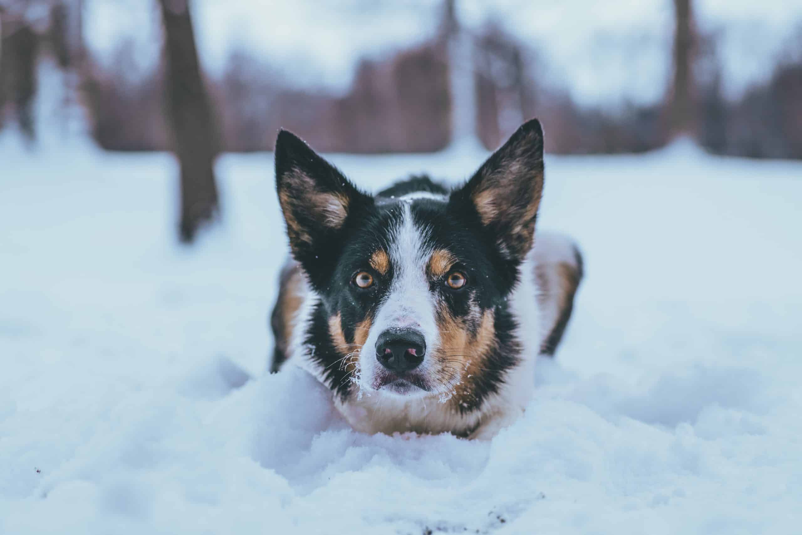 Australian Shepherd Litter Size: Understanding Puppy Numbers