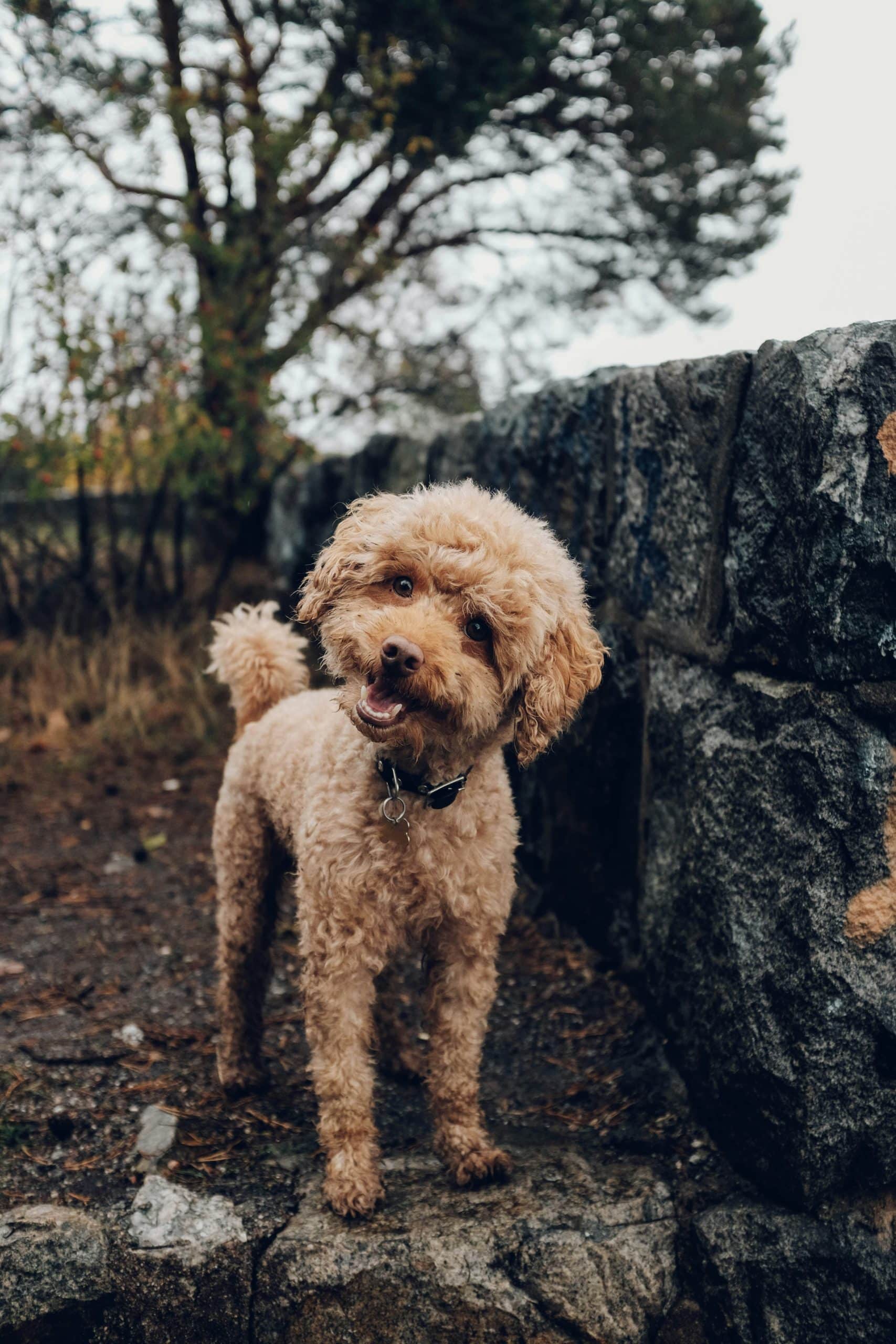 Can Puppies Drink Evaporated Milk?