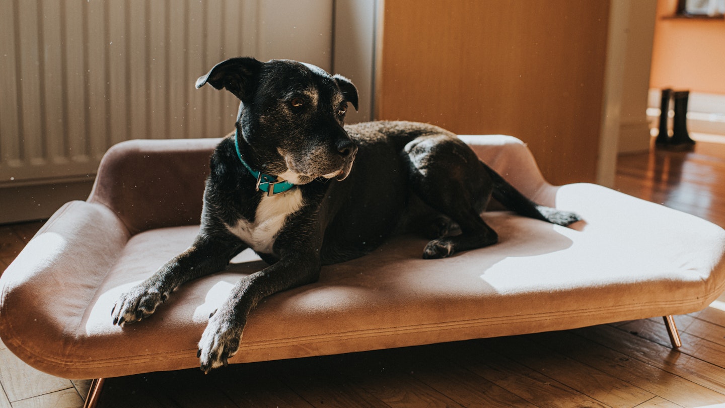 The Best Luxury Dog Beds for Pampered Pooches