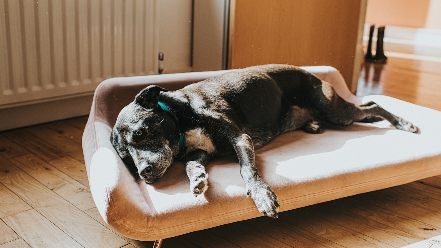 The Best Luxury Dog Beds for Pampered Pooches