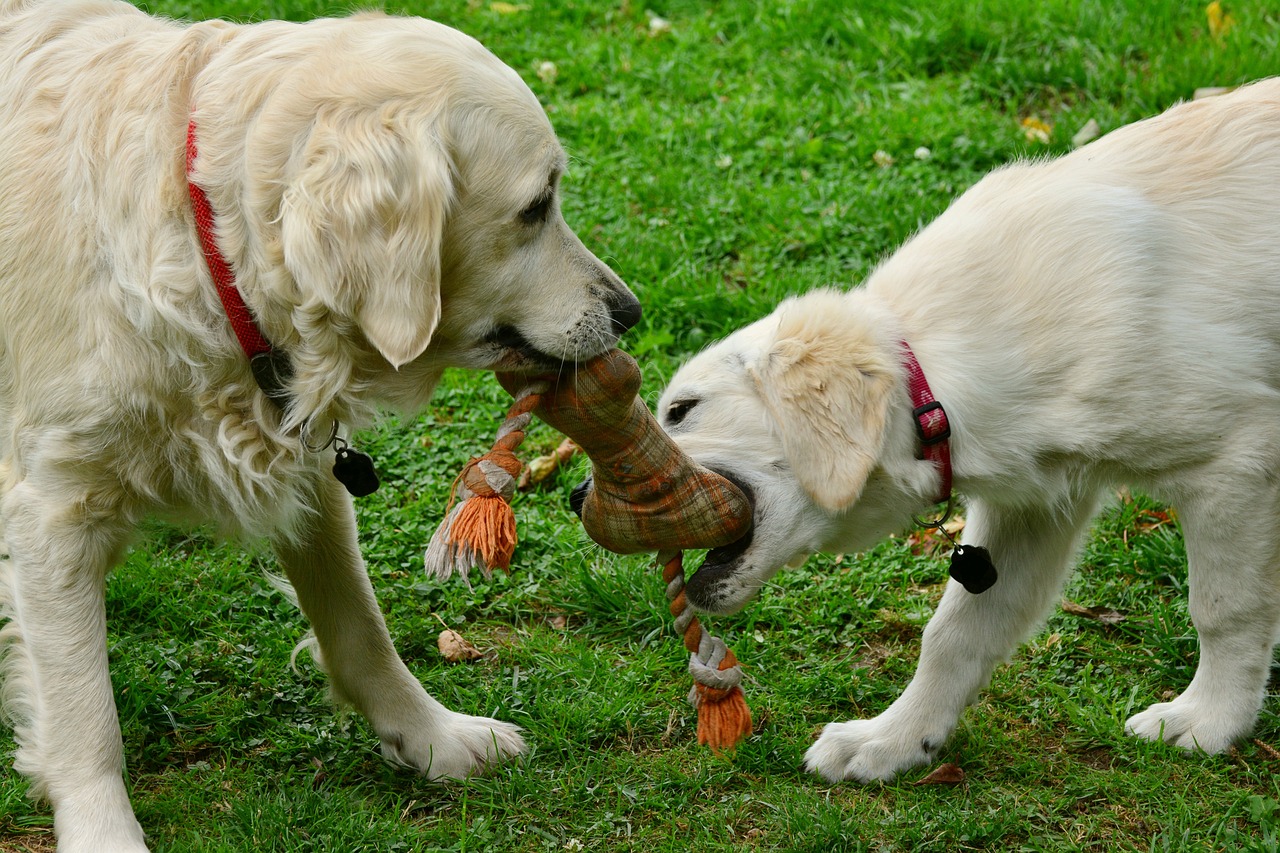 The Ultimate Buyer’s Guide to Durable Chew Toys for Your Dog