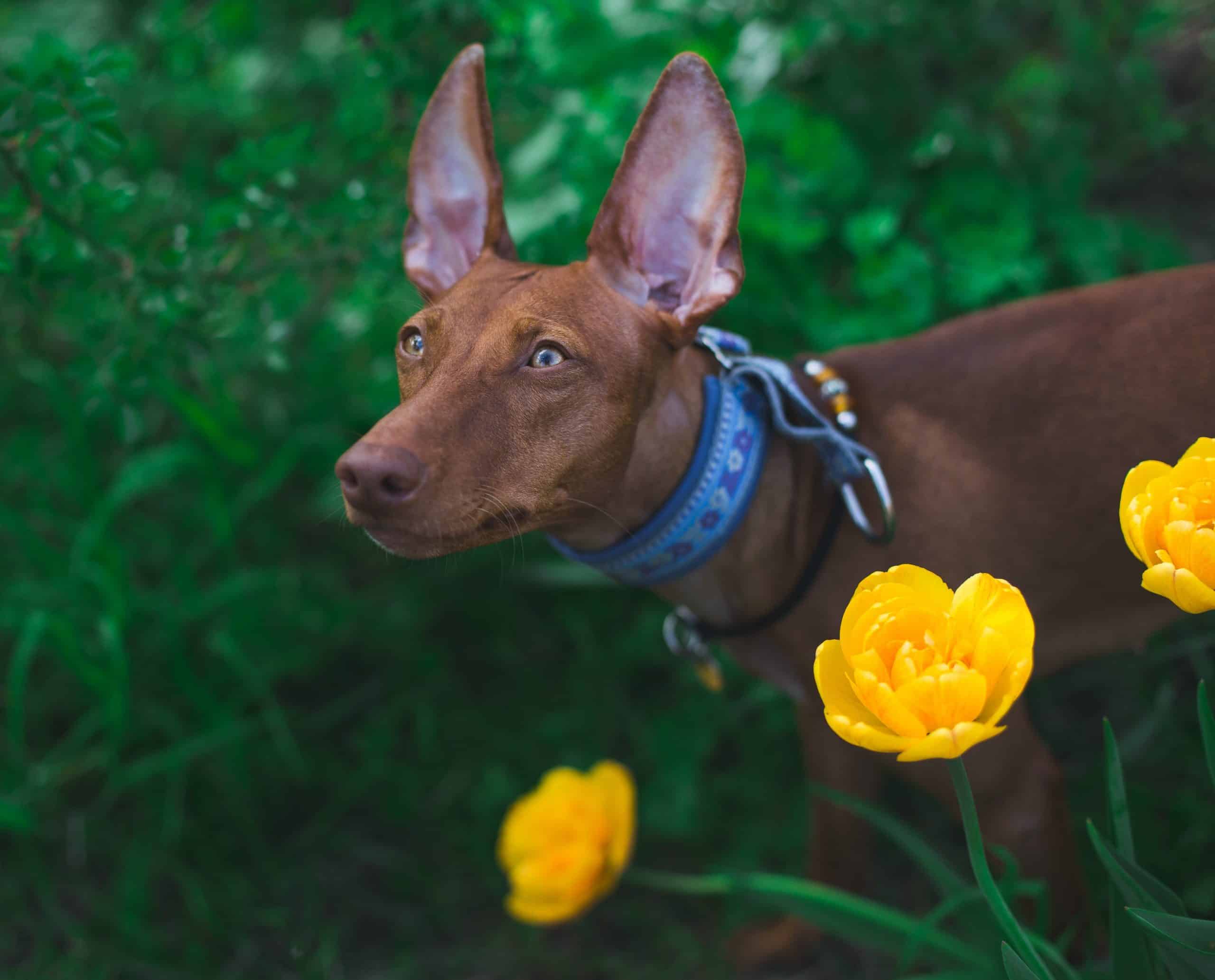 Understanding the Changes in Dog Behavior with Aging