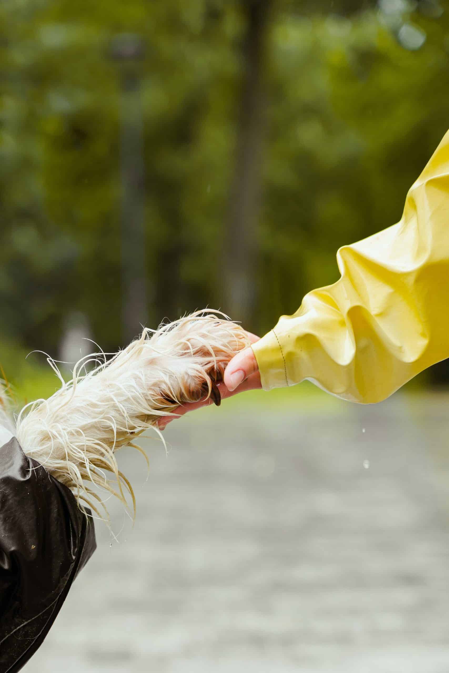 Unraveling the Mysteries of Dog Communication: A Closer Look at Scent