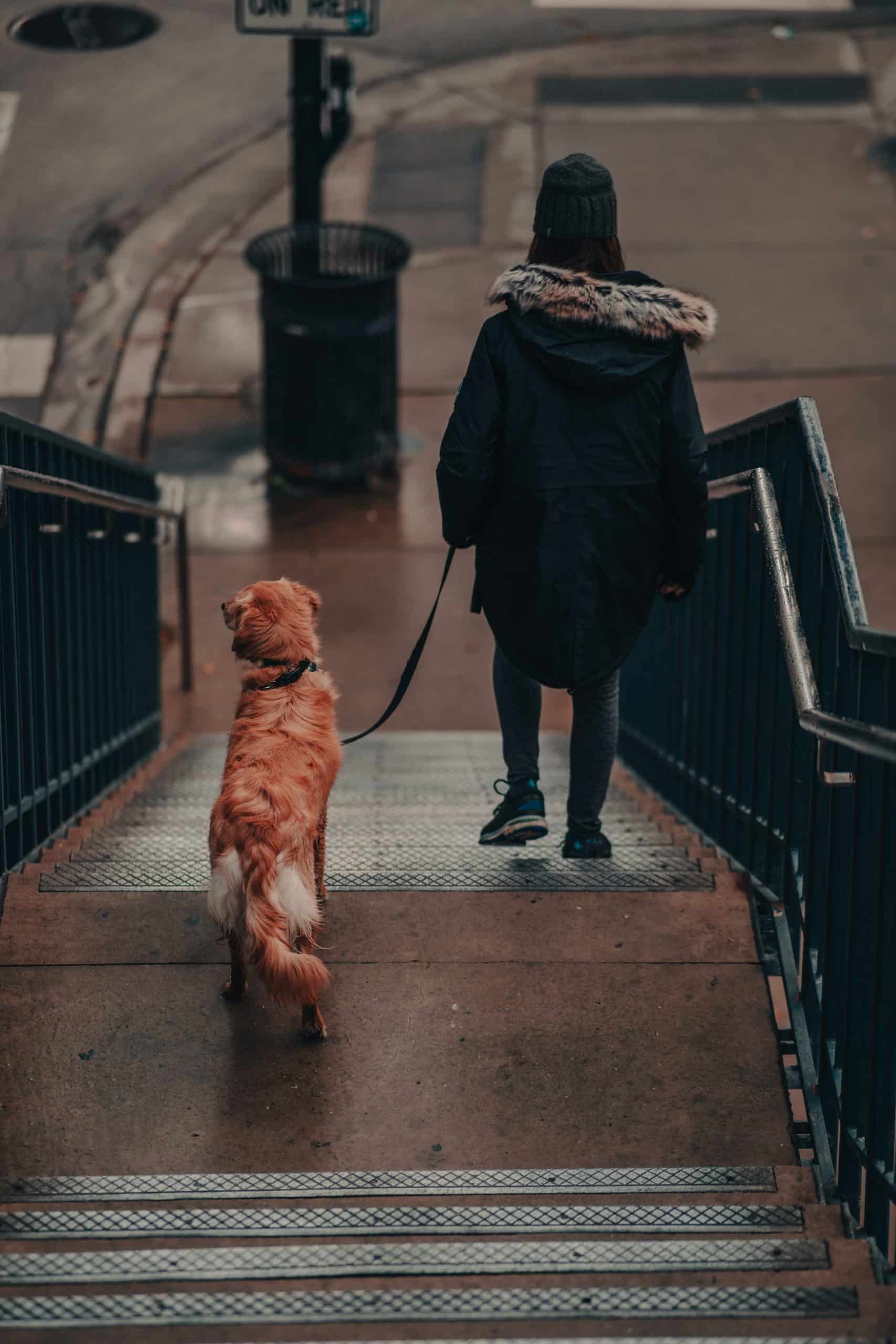 When is it safe for puppies to go up and down stairs