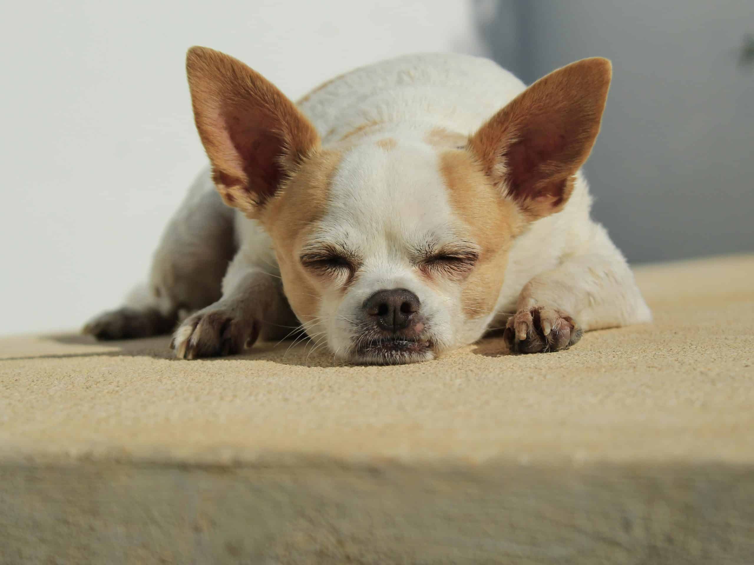 Can baby wipes be used on puppies?