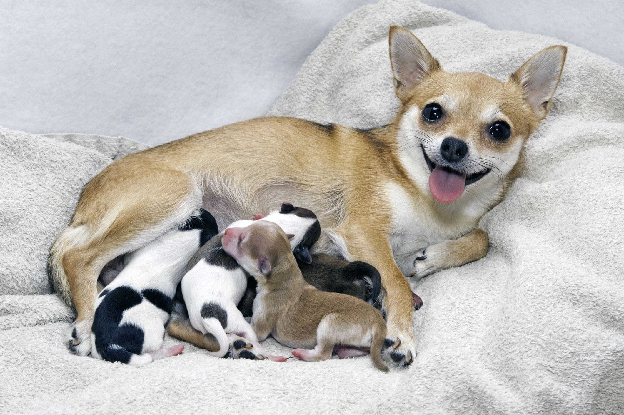 How Long Can a Mother Dog Be Away from Her Puppies?