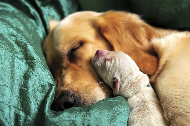 How Long Can a Mother Dog Be Away from Her Puppies?