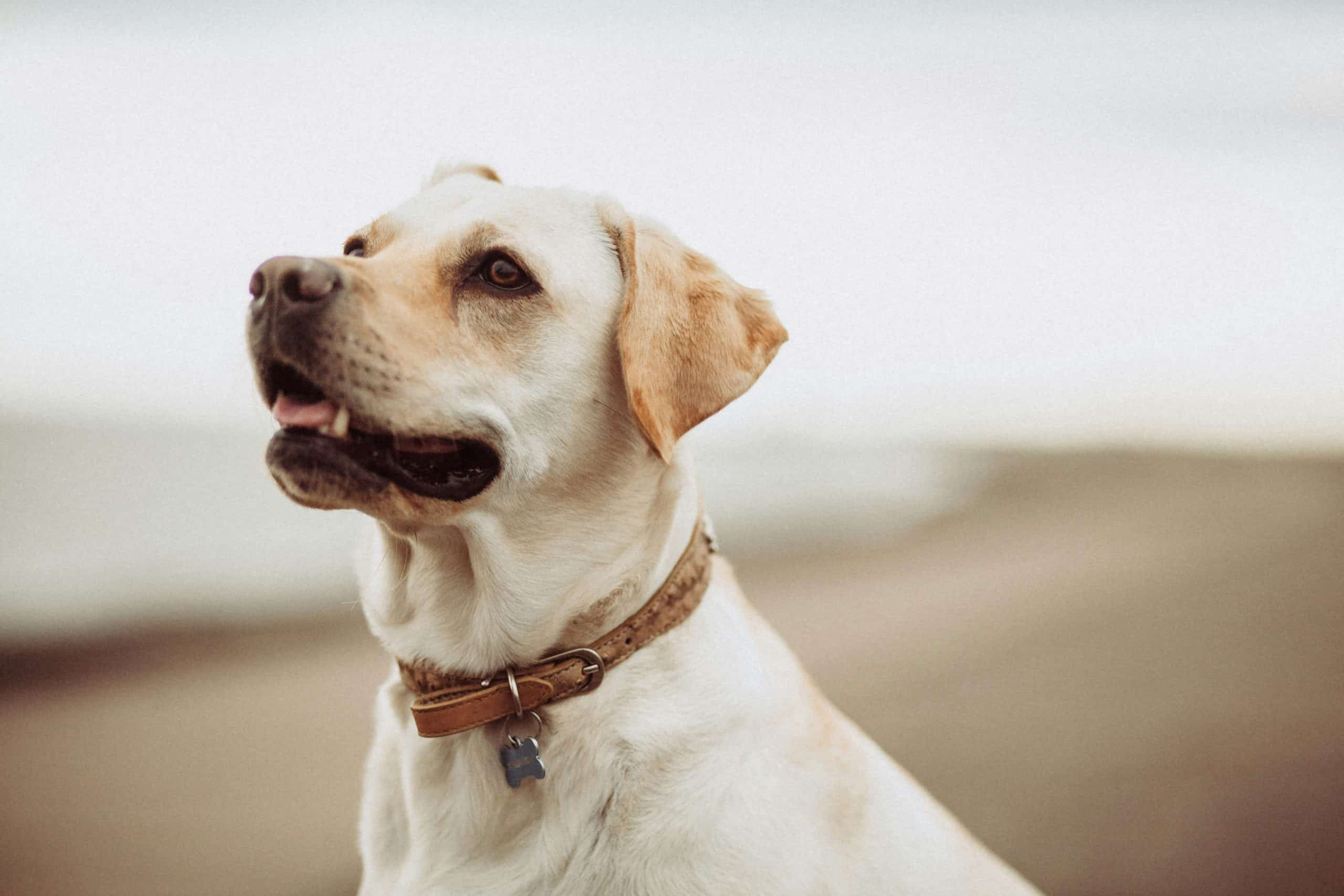 How Often Should You Clean Your Puppys Ears?