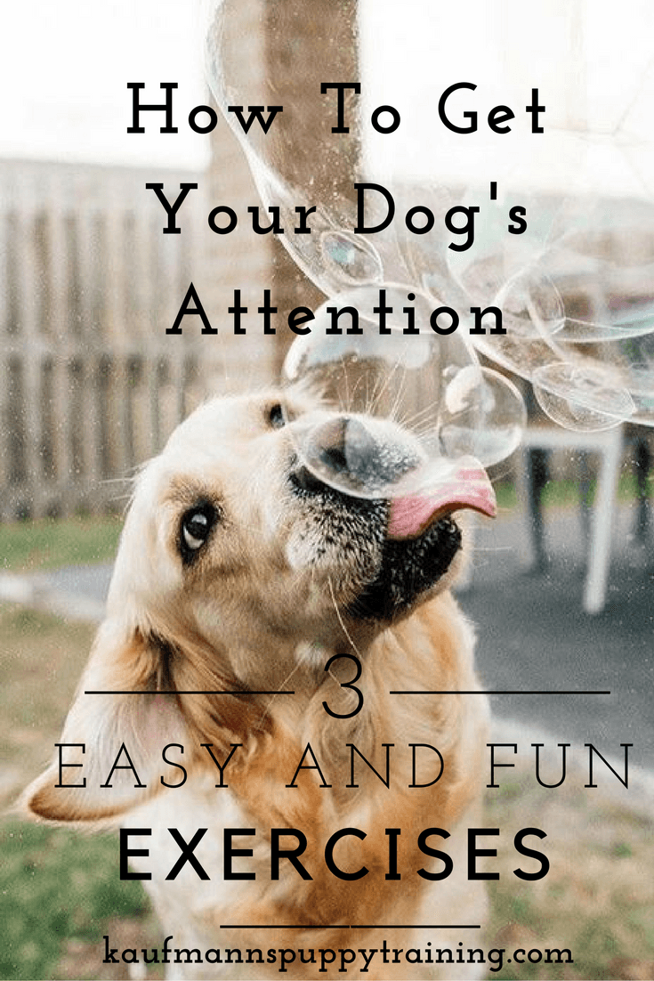 How to Give Puppies the Right Amount of Attention