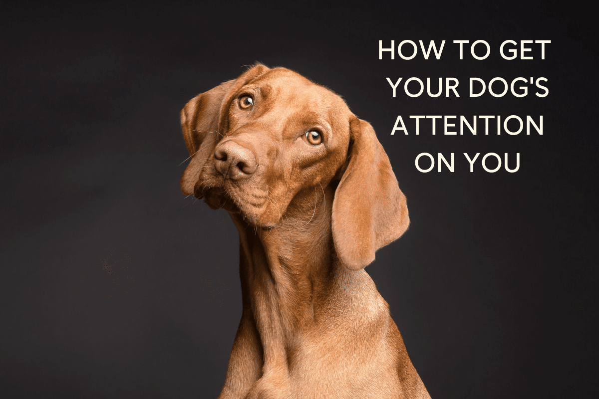 How to Give Puppies the Right Amount of Attention