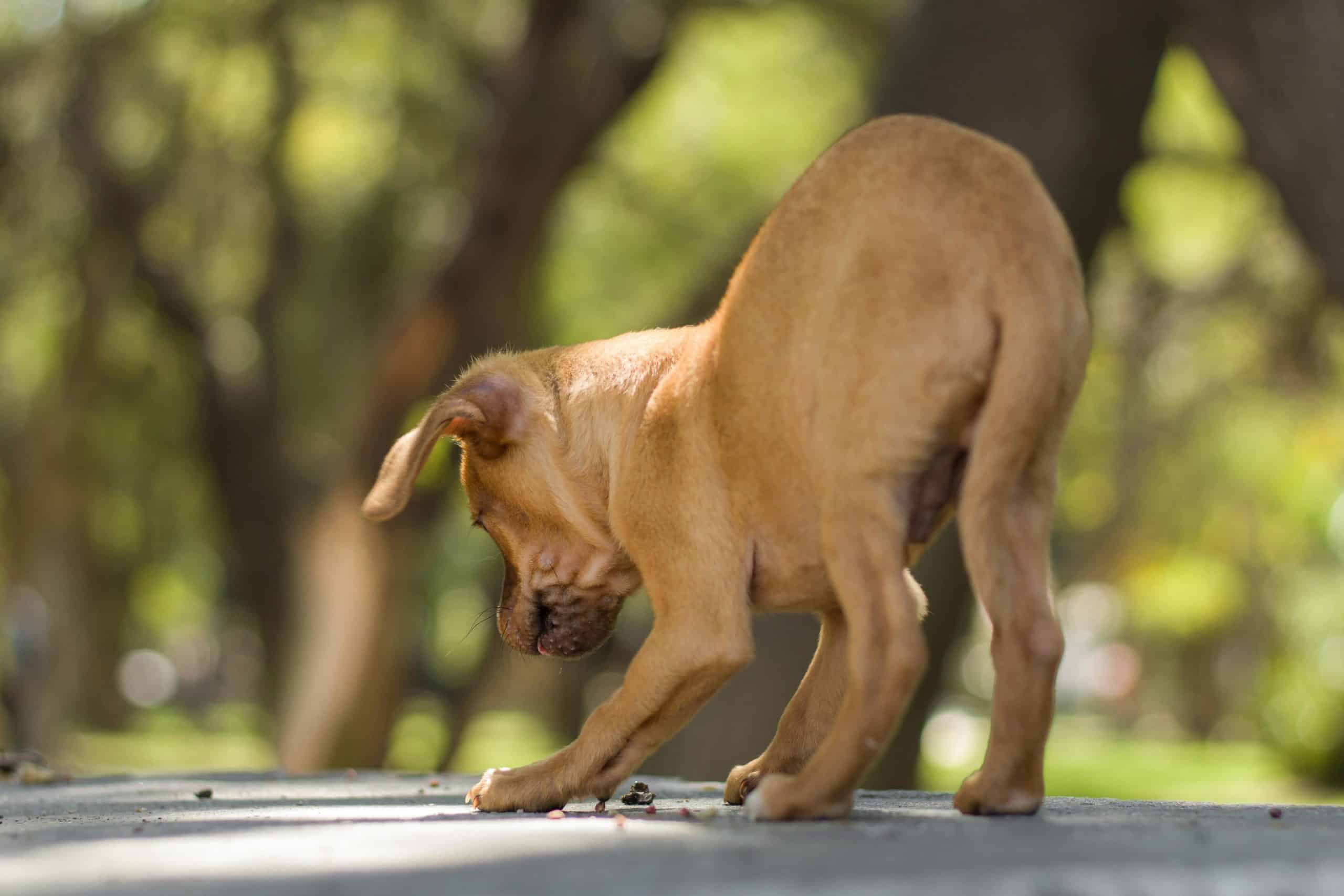 How to Handle it When Your Puppy Eats a Pee Pad