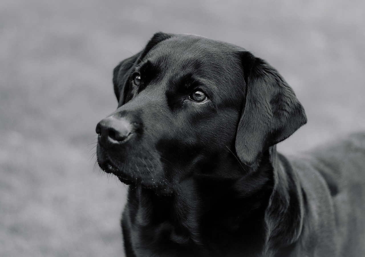 Freshening Up: Removing Dog Odors From Carpets And Blankets