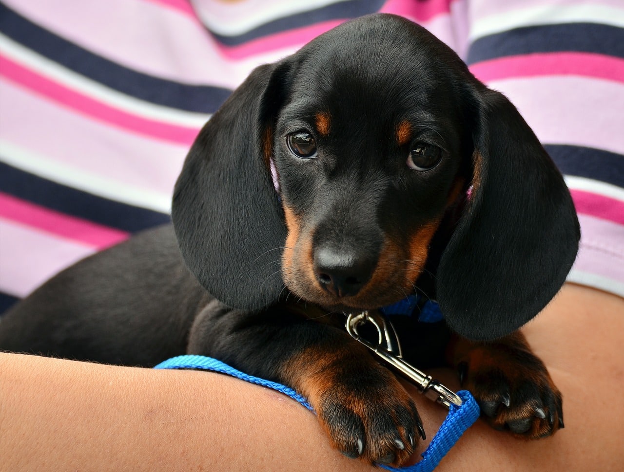 Freshening Up: Removing Dog Odors From Carpets And Blankets