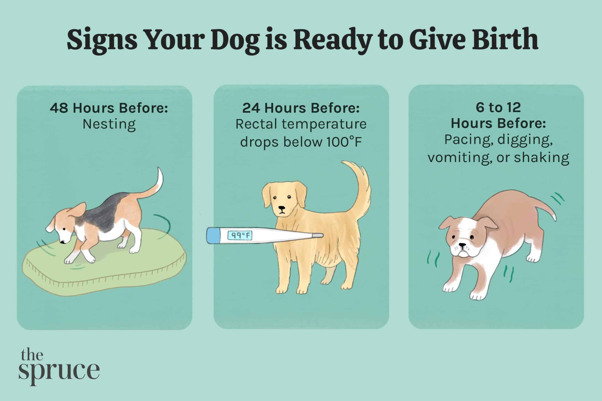 How To Determine If Your Dog Is Pregnant