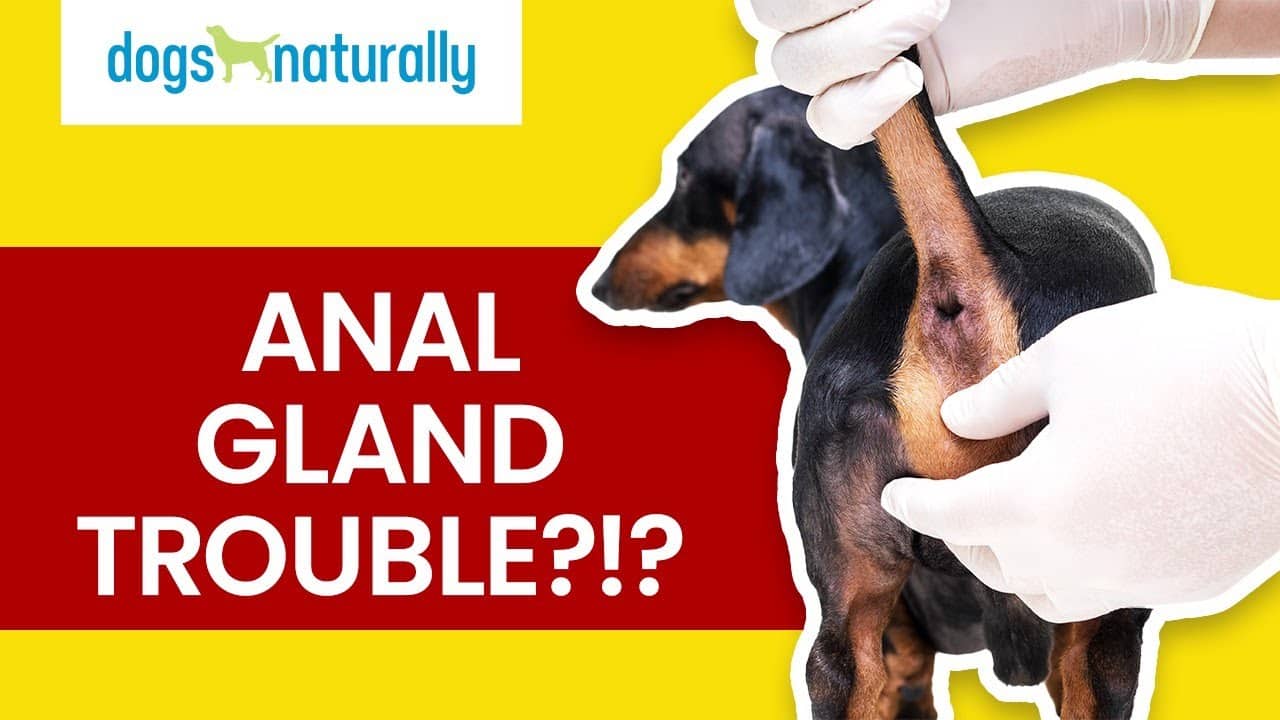 Natural Methods To Alleviate Your Dogs Anal Gland Discomfort