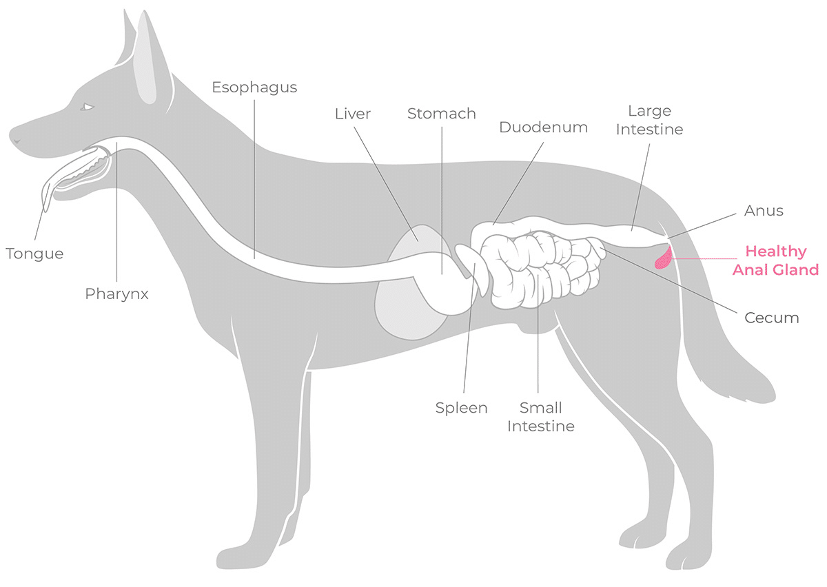 Natural Methods To Alleviate Your Dogs Anal Gland Discomfort