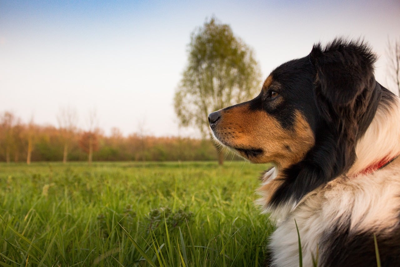 Techniques For Calming An Excessively Whining Dog