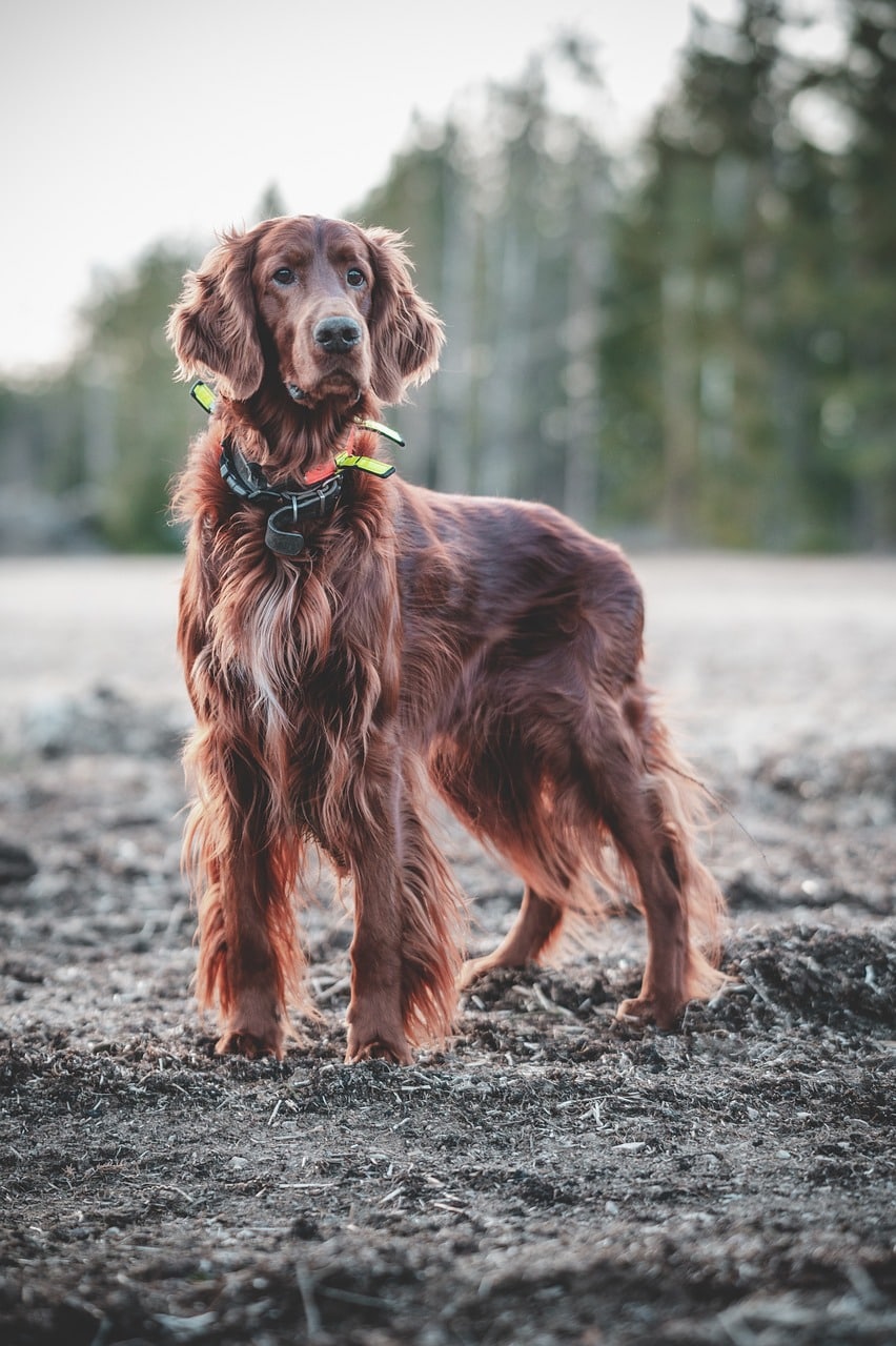 Techniques For Calming An Excessively Whining Dog