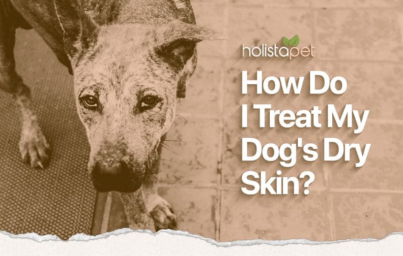 Treating Your Dogs Skin Sores And Dandruff Naturally