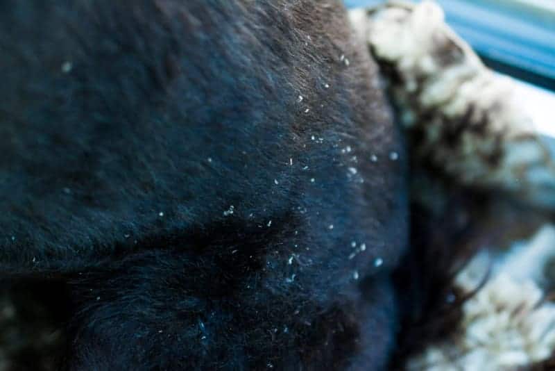 Treating Your Dogs Skin Sores And Dandruff Naturally