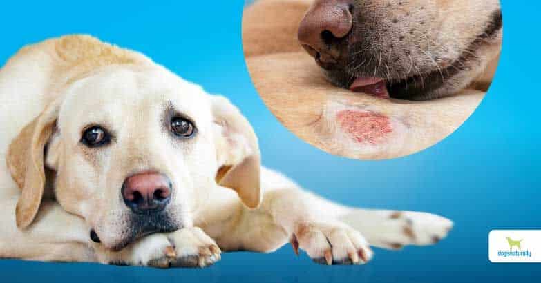 Treating Your Dogs Skin Sores And Dandruff Naturally