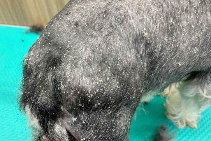 Treating Your Dogs Skin Sores And Dandruff Naturally