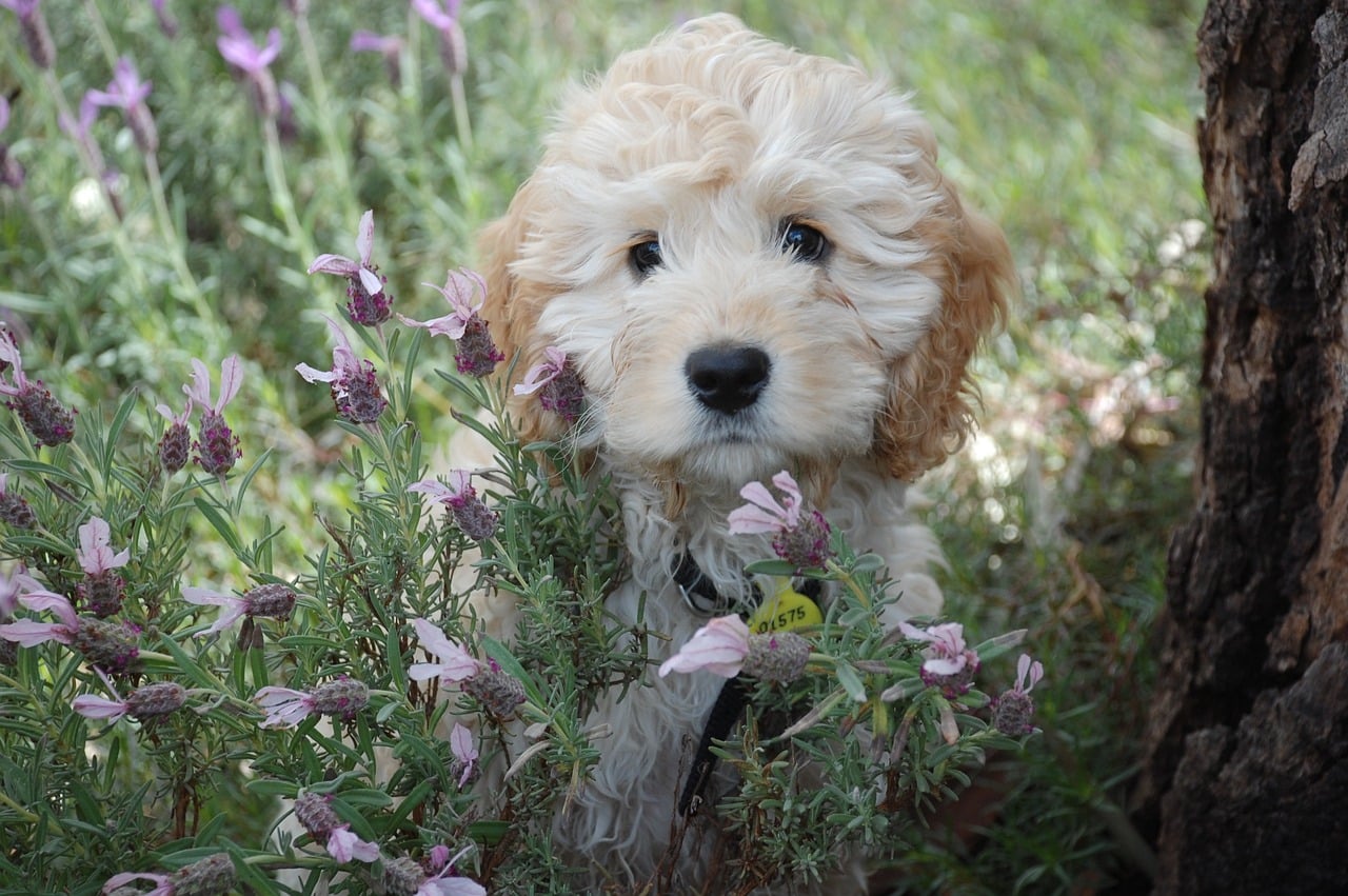 When is it safe to groom a puppy