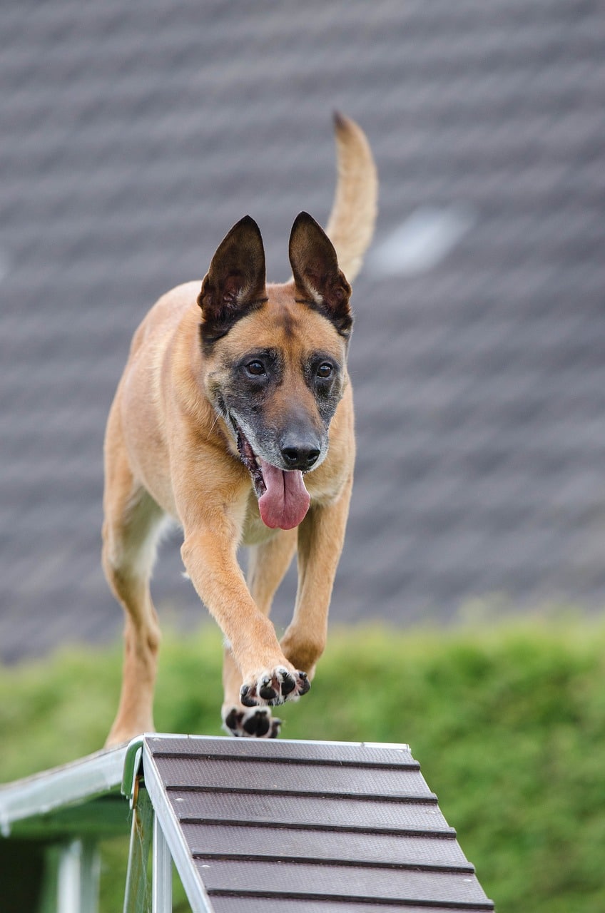 Easy Leash Lessons: A Step-by-Step Guide To Leash Training Your Puppy