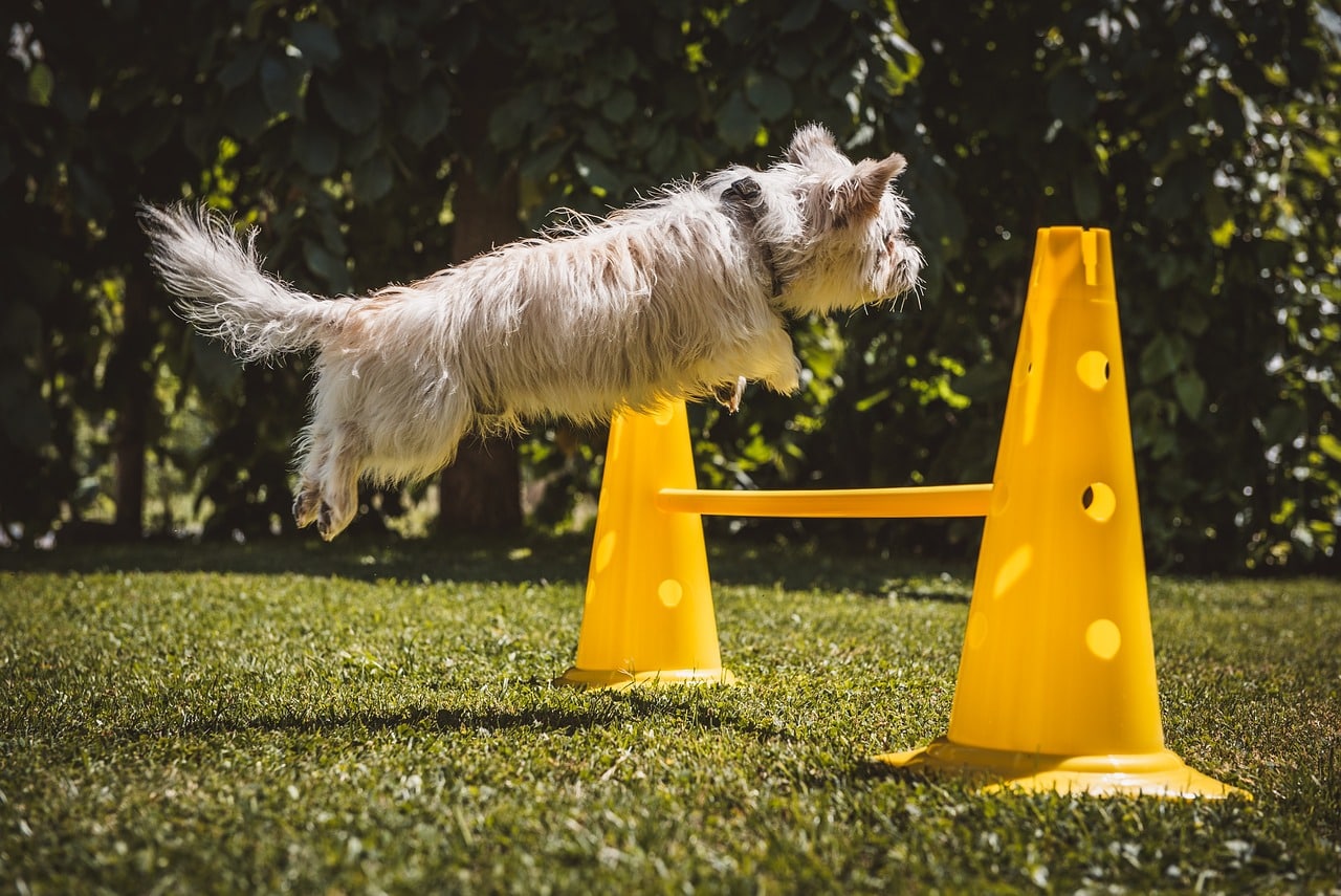 Easy Leash Lessons: A Step-by-Step Guide To Leash Training Your Puppy