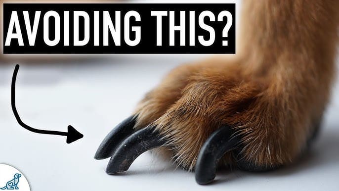 Mastering The Art Of Trimming Your Dogs Black Nails Safely