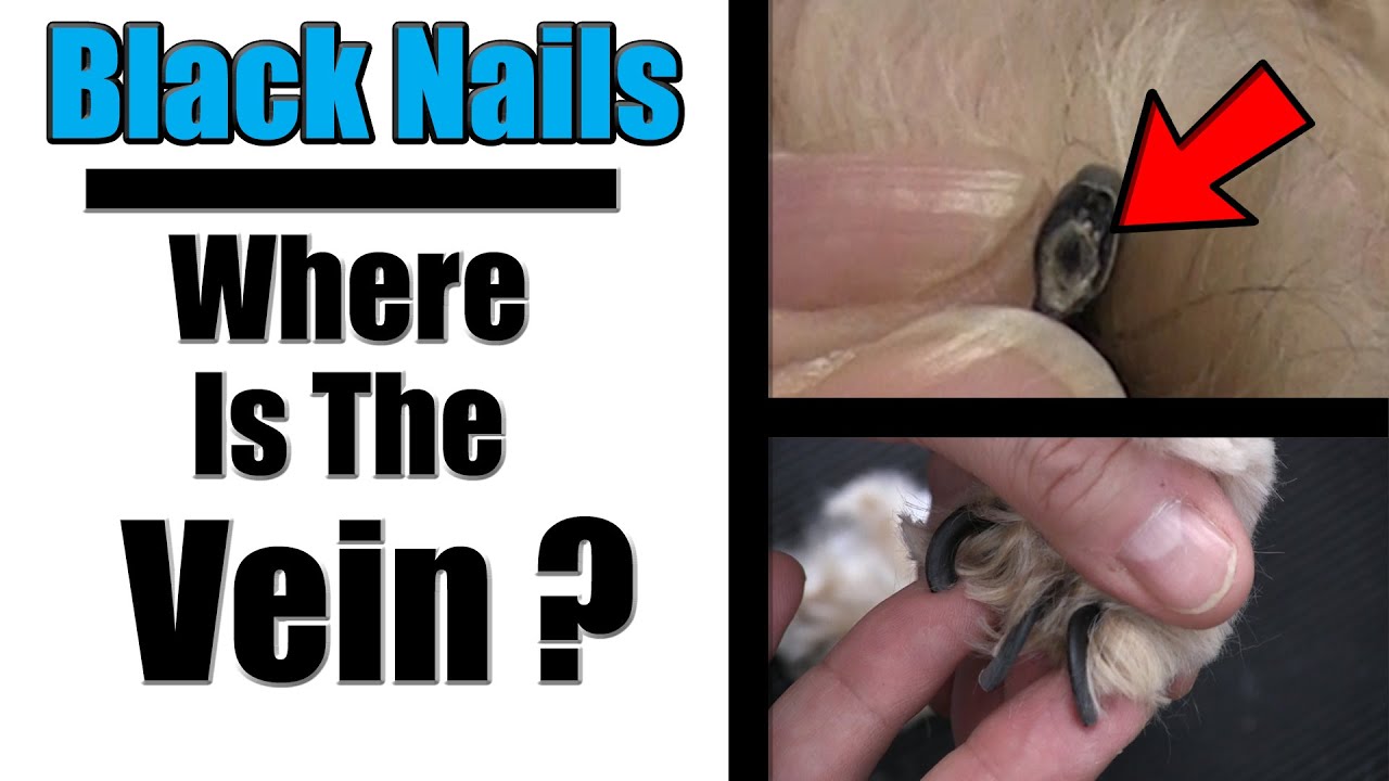 Mastering The Art Of Trimming Your Dogs Black Nails Safely