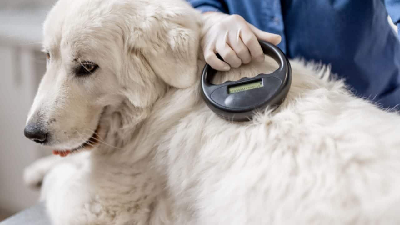 Microchipping Your Dog: Procedure, Costs, And Benefits